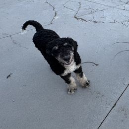 Red - Bernedoodle puppy from Sweet Tea Kennels