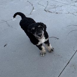 Red - Bernedoodle puppy from Sweet Tea Kennels