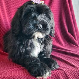 Evelyn - Black and white female Portuguese Water Dog puppy in Narvon, Pennsylvania from Prized Family Porties