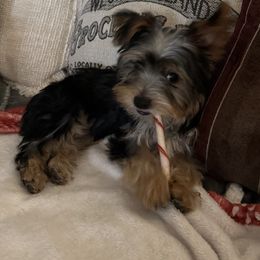 Yorkshire Terrier Puppies from Rumbaugh’s Yorkies