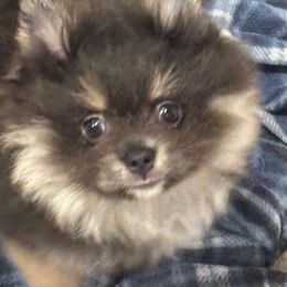 Navi blue - Blue and tan female Pomeranian puppy in Palatka, Florida from Sugarland Pomeranians