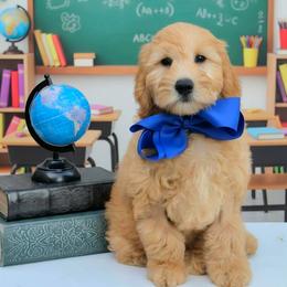 Millie's Blue Boy - Apricot male Goldendoodle puppy in Kountze, Texas from Texas Doodles LLC