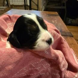 Valentine - Black and white male Cavapoo puppy in Auburn, California from Gold Country Doodles