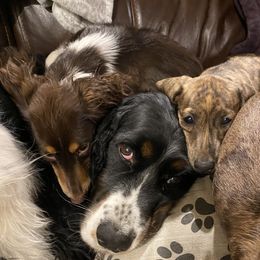 Dachshunds and English Springer Spaniels from Clucking Homestead Springers & Dachshunds