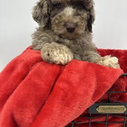 Donner - Merle male Cavapoo puppy in Austin, Texas from Doodles of Central Texas
