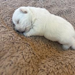 Clary Sage - White female West Highland White Terrier puppy in Roper, North Carolina from SoundHaven Westies