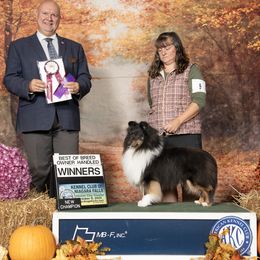 Rogue - Shetland Sheepdog