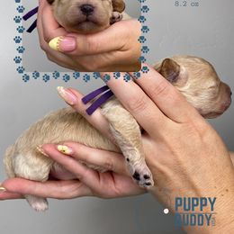 Liberty - Cream female Cavapoo puppy in Pleasant Grove, Utah from Puppy Buddy USA