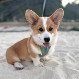 Pembroke Welsh Corgi All Grown Up from Westbrooke Kennels