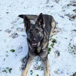 Halo - German Shepherd