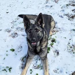 Halo - German Shepherd