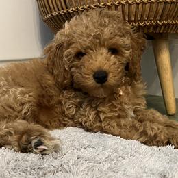Maggie - Poodle