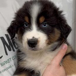 Todd - Black tri-color male Australian Shepherd puppy in Zephyrhills, Florida from Highland Shelties & Aussies