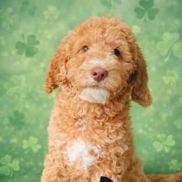 Lacey - Cream female Goldendoodle puppy in Marion County, Ohio from Hatten Homestead Kennels