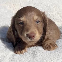 Chocolate and Cream -- Boy - Chocolate and cream male Dachshund puppy in Kalama, Washington from Dazzling Doxies