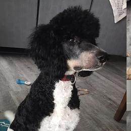 Goldendoodles and Poodles from Crimson Companions