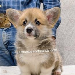 Ginger Red Male - Red male Pembroke Welsh Corgi puppy in Franklin, Indiana from 4 Sail Quarter Horses and Hounds