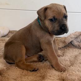 Girl 5 - Fawn female Cane Corso puppy in Briggs, Texas from Capital City Corso’s