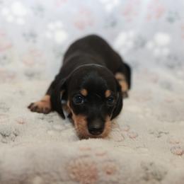 Wanda - Black and cream female Dachshund puppy in Indiantown, Florida from Turquoise River Minature Dachshunds