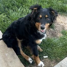 Australian Shepherds from CV Aussies