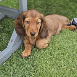 Dachshund Puppies from Farmhouse Dachshunds