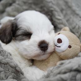 Noel - Parti female Miniature Schnauzer puppy in Collinsville, Mississippi from Hillside Kennels