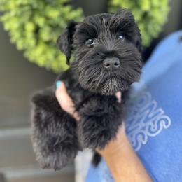 Bella - Miniature Schnauzer