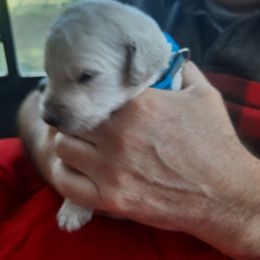 Boy 1 - Poodle puppy in Hernando, Florida from Loveablepoodles