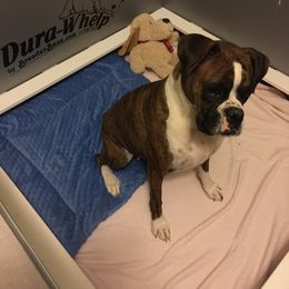 Boxer Puppies from Venician Boxers
