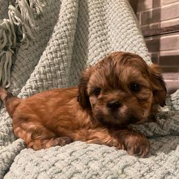Charlie - Gold male Shih Tzu puppy in Lexington, North Carolina from SCS Shih Tzus