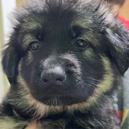 Orange Collar - Black and tan female German Shepherd puppy in Barnhart, Missouri from Combat Creek German Shepherds