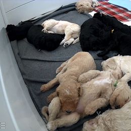 Bernedoodle Puppies from Bruce and Emma Doodles