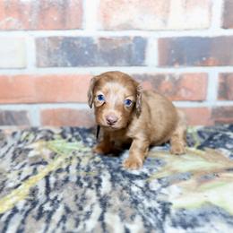 Boykin Spaniel, Dachshund, and German Shorthaired Pointer Puppies from Whiskey River Farm