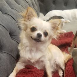 Sage - Chihuahua