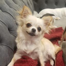 Sage - Chihuahua
