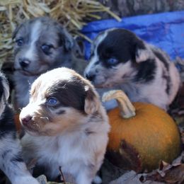 Australian Shepherd Puppies from SNB Aussies