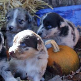 Australian Shepherd Puppies from SNB Aussies