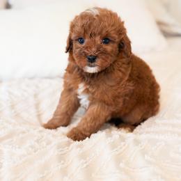 Ball Drop - Red  male Goldendoodle puppy in Sallisaw, Oklahoma from Huddle Puppies