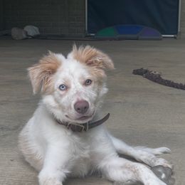 Unicorn - White and gold male Border Collie puppy in Berkeley Springs, West Virginia from Sagehill Agility