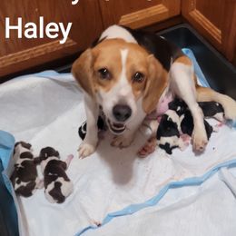 Haley - Beagle