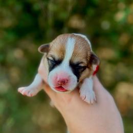 Boy 2 - Red male Pembroke Welsh Corgi puppy in Yulee, Florida from Pembroke Welsh Corgis at Belle Haven
