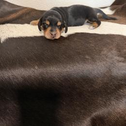 Boy 1 - Blue and cream male Dachshund puppy in Kersey, Colorado from Ranchin Doxies
