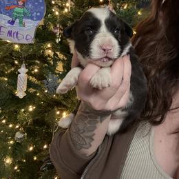 Girl 3 - Black and white female American Corgi puppy in Castle Rock, Washington from R and b corgis and farm
