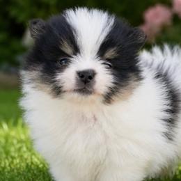 Pandora (Black and White Tri Parti Female) - Black and tan parti female Pomeranian puppy in Buck Valley, Pennsylvania from Buck Valley Pomeranians