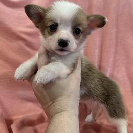 Girl 1 (Rapunzel) - Fawn female Pembroke Welsh Corgi puppy in Brazoria, Texas from Diamond Bar H
