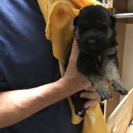 Girl 3 - German Shepherd puppy in Ostrander, Ohio from HVC Kennels-Home of Von Monray Elite German Shepherds