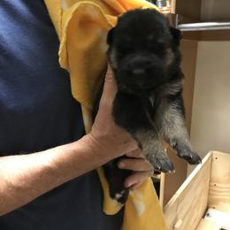 Girl 3 - German Shepherd puppy in Ostrander, Ohio from HVC Kennels-Home of Von Monray Elite German Shepherds