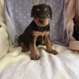 Jody - Black and tan male Airedale Terrier puppy in Thomasville, North Carolina from Beitzel Babies