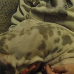 Cardigan Welsh Corgi and Great Dane Puppies from Red Oak Farm and Kennel