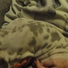 Cardigan Welsh Corgi and Great Dane Puppies from Red Oak Farm and Kennel